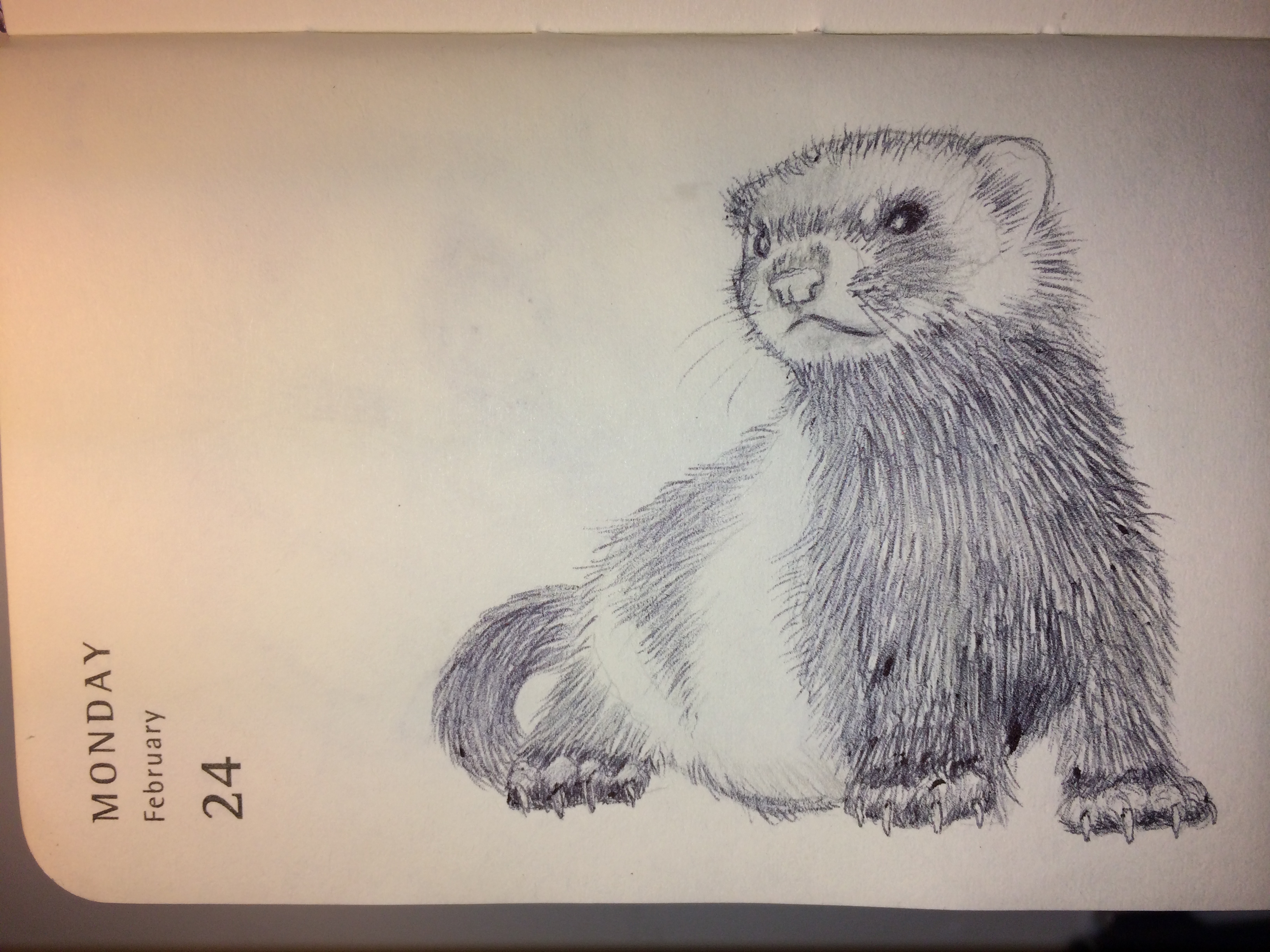 Ferret