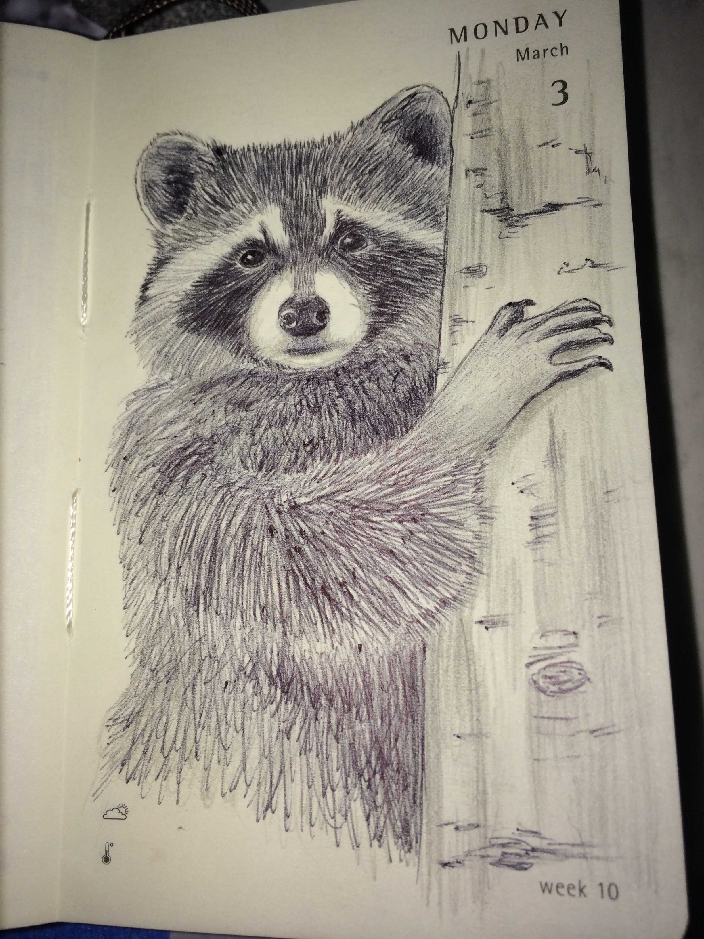 Raccoon