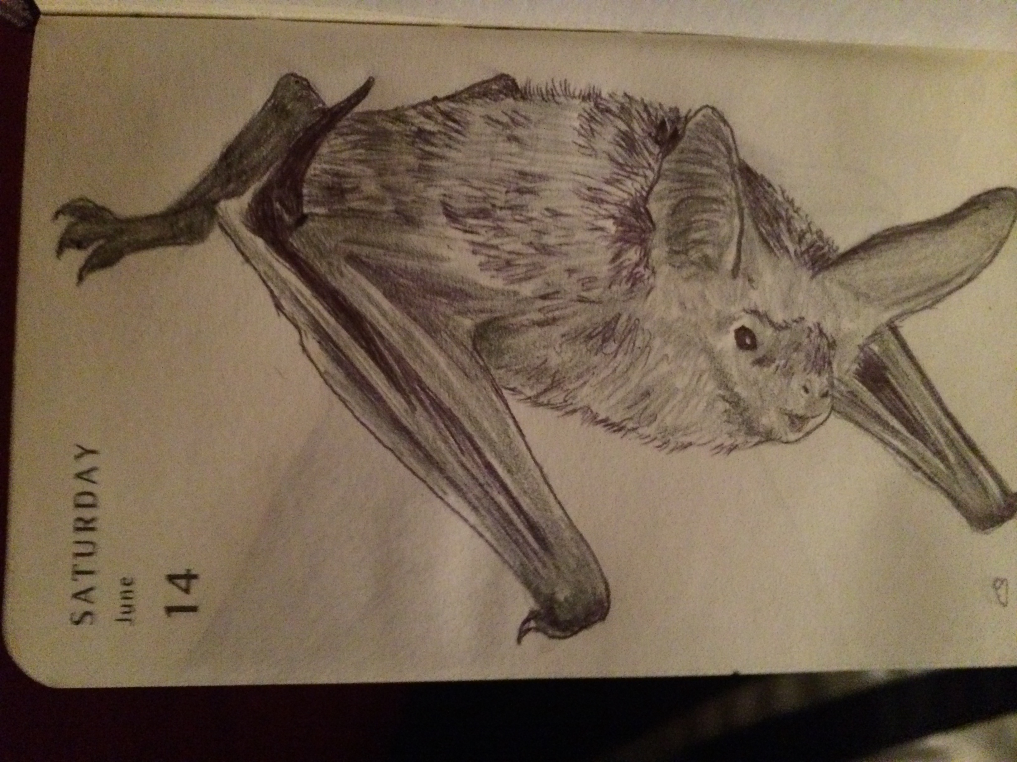 Vampire Bat