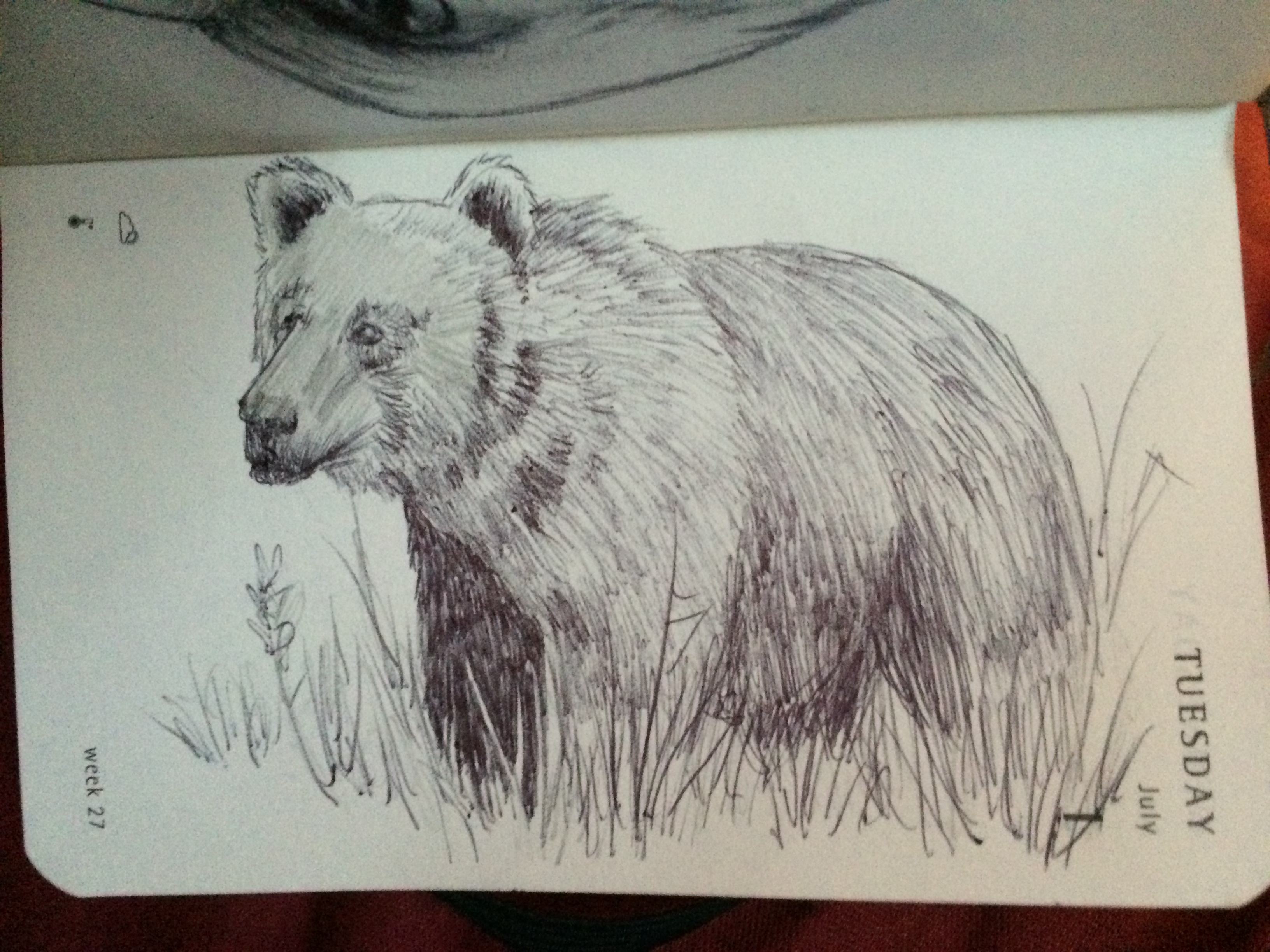 Bear