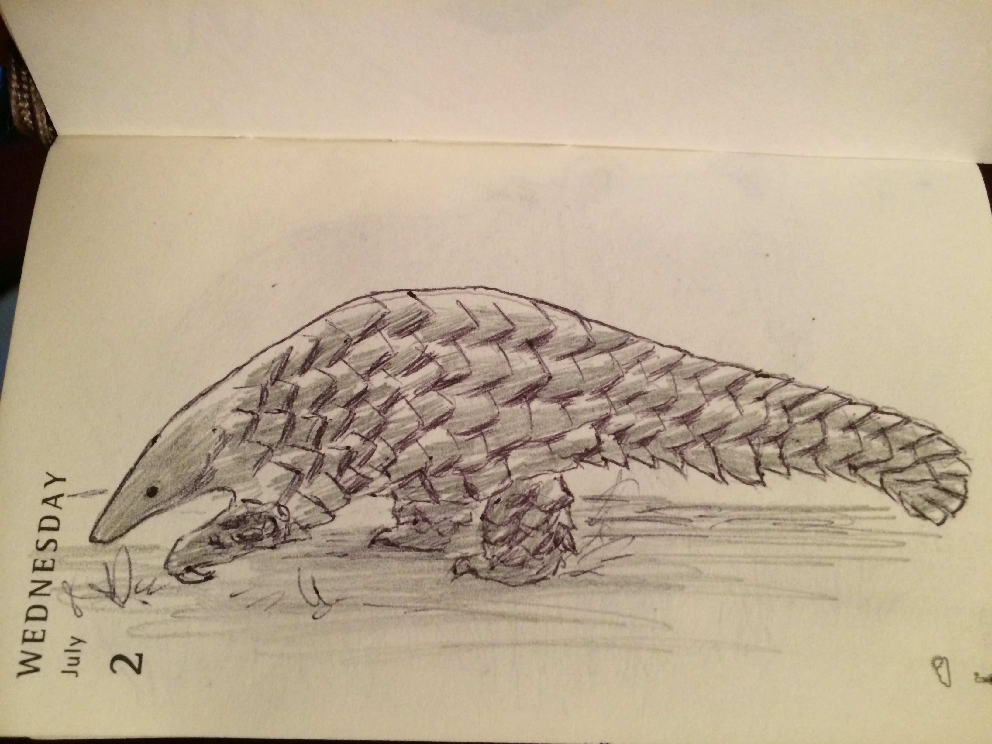 Pangolin