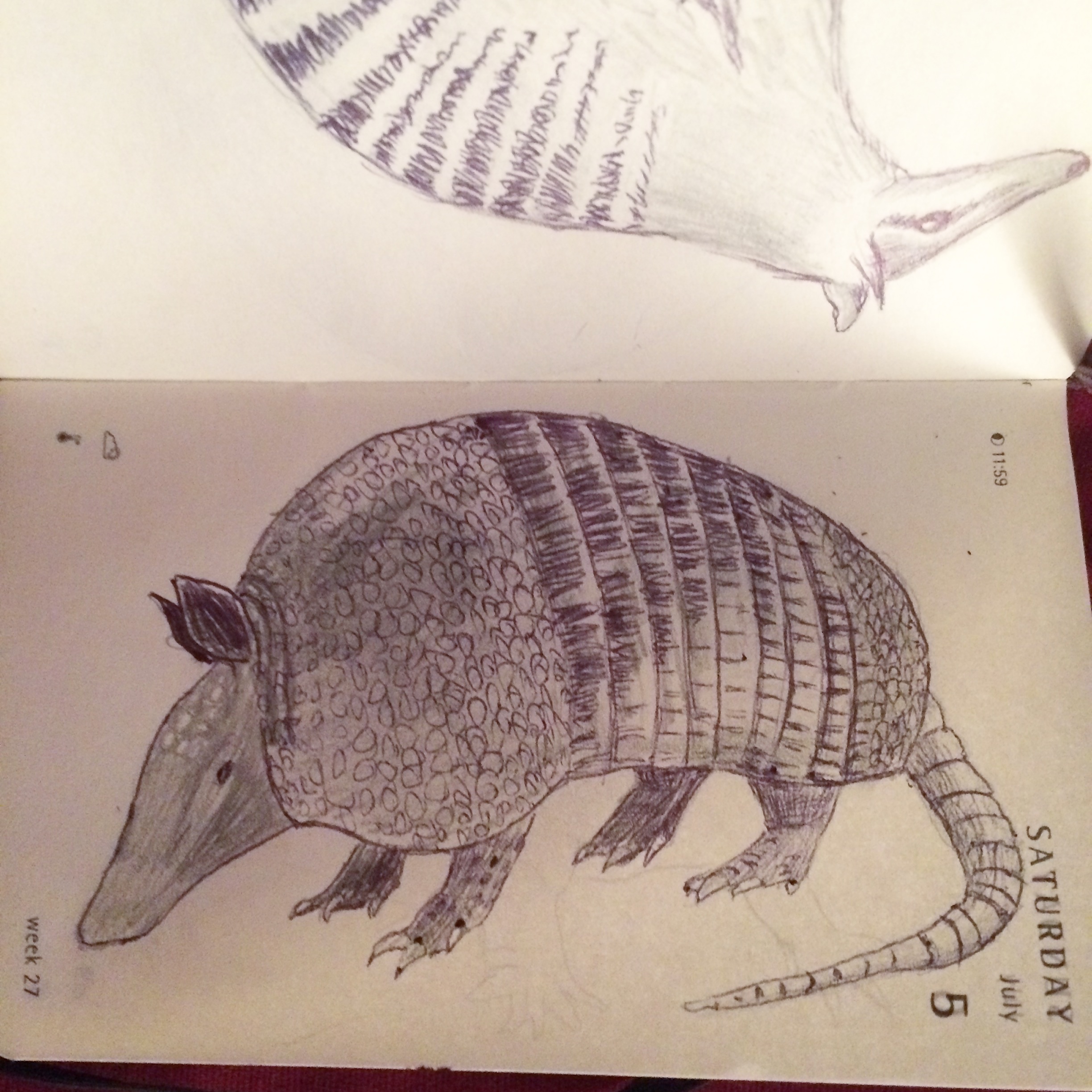 Armadillo