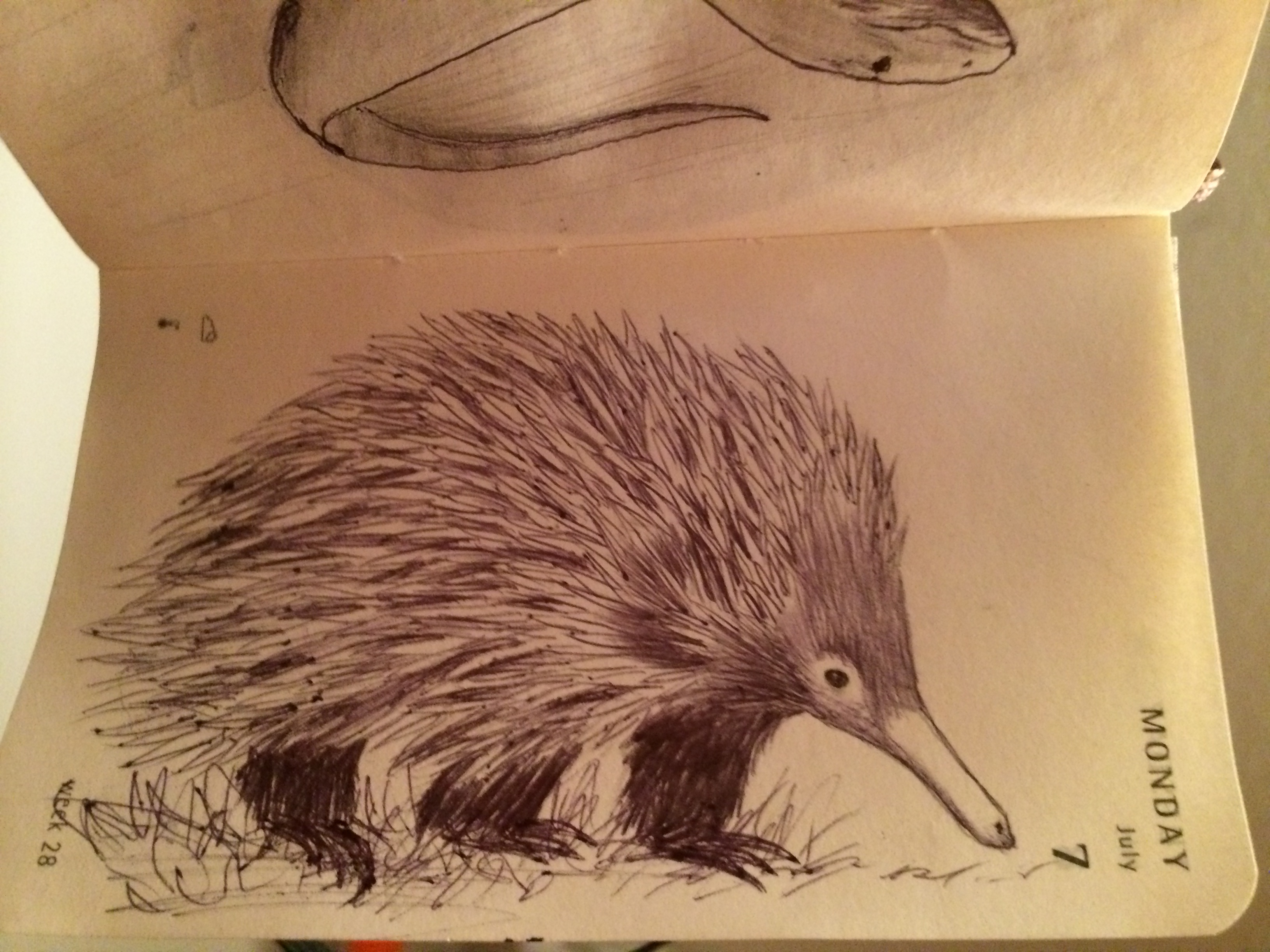 Echidna