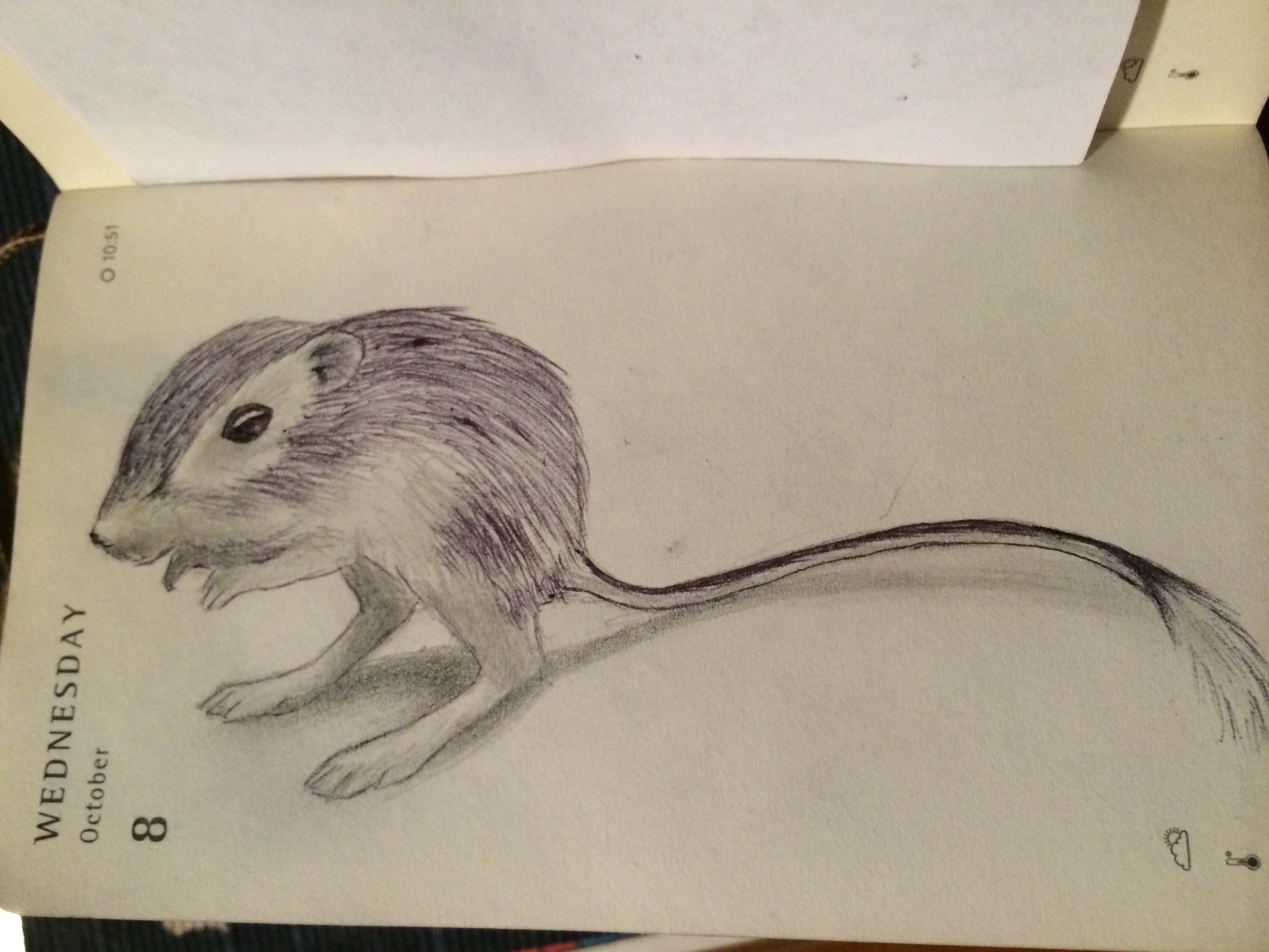 Kangaroo Rat